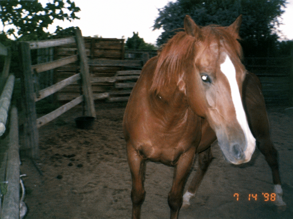 Jim Bob's Horse Club member, 1998