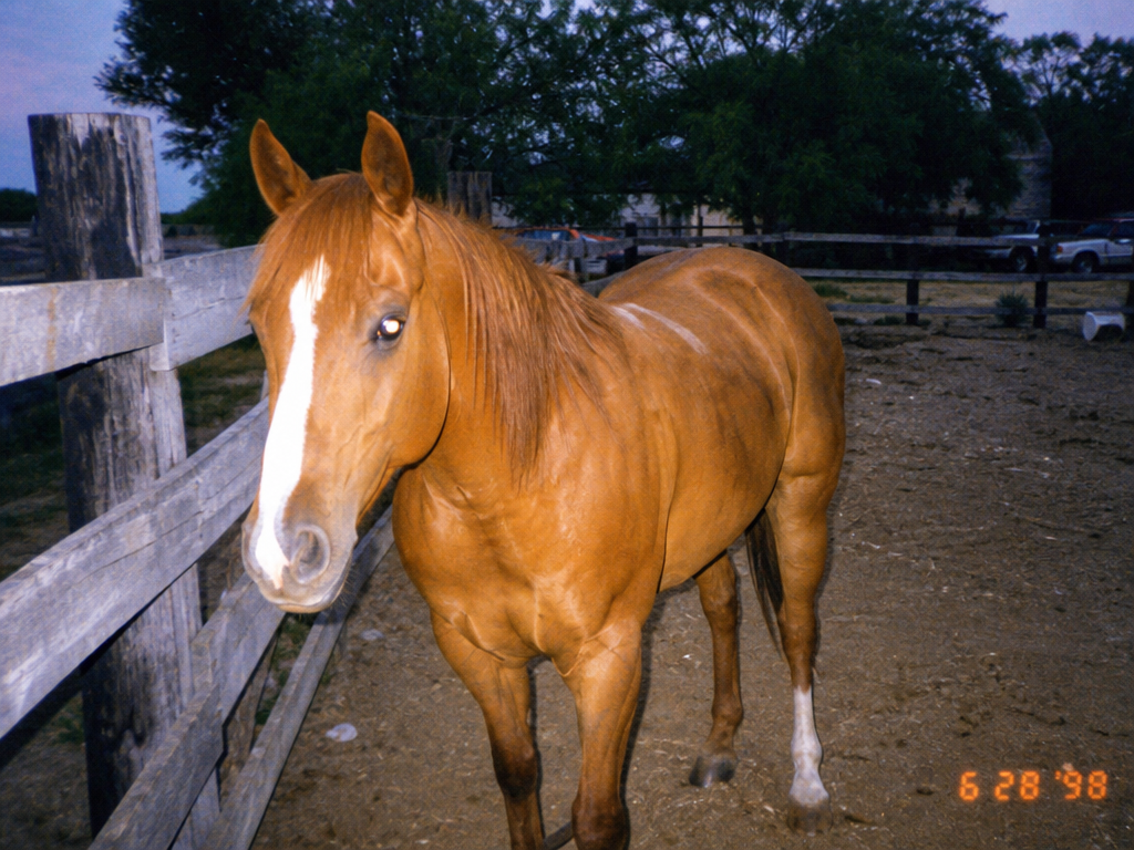 Jim Bob's Horse Club member, 1998