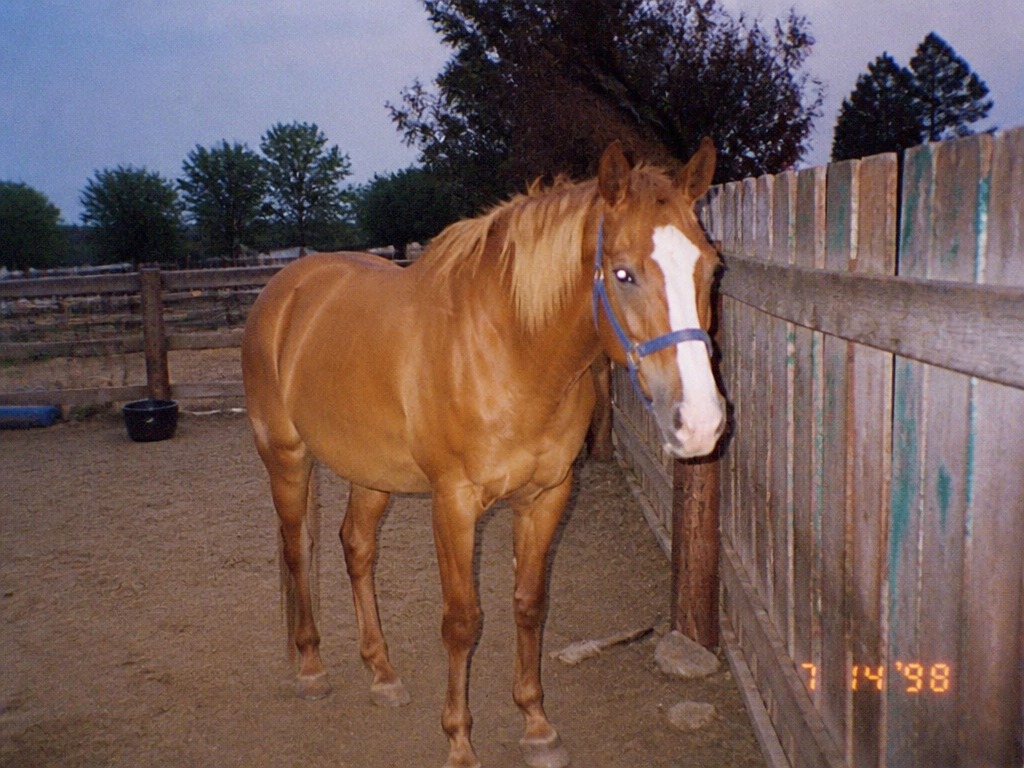 Jim Bob's Horse Club member, 1998