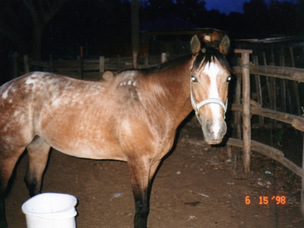 Jim Bob's Horse Club member, 1998