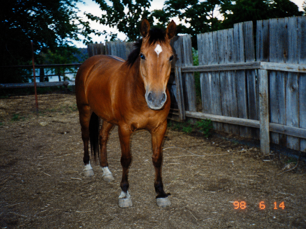 Jim Bob's Horse Club member, 1998