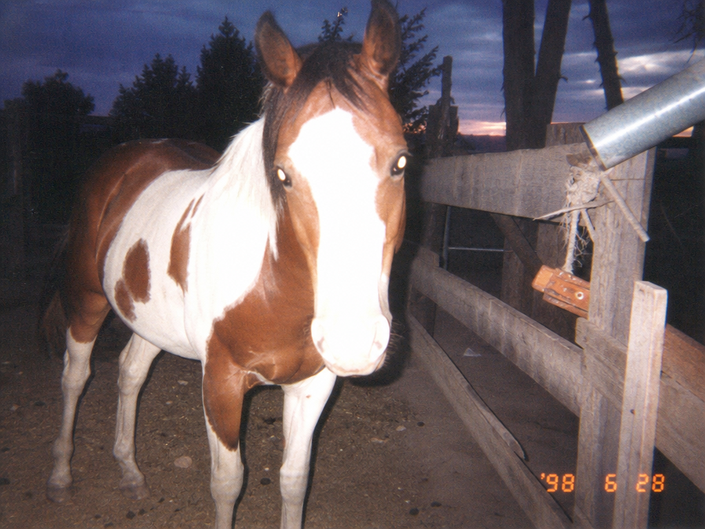 Jim Bob's Horse Club member, 1998